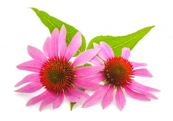 Clean Forte contains extract of Echinacea purpurea
