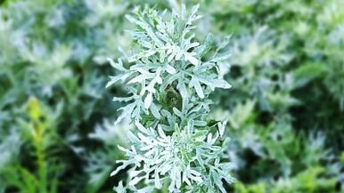 Folk herb against parasites