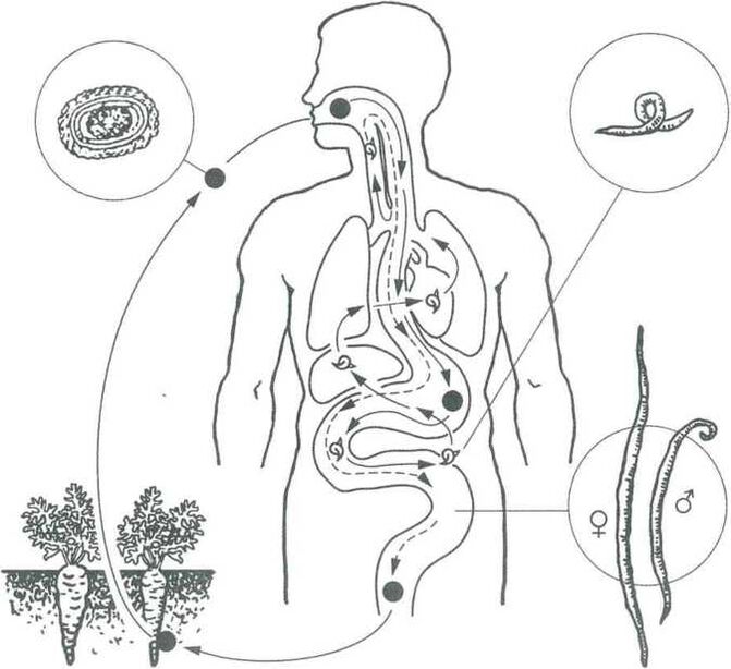 The main modes of penetration of parasites into the human body