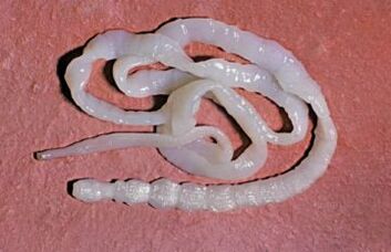 Parasites