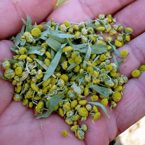 wormwood for parasites